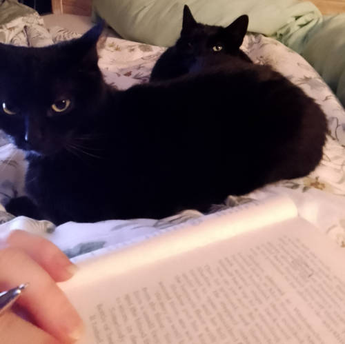 pets of Medical Learning